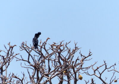 Black Kakadu