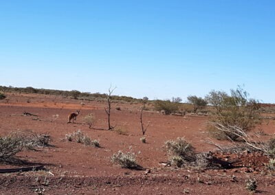 A kangaroo in a wide landscape near Carnegie Station, 340km East of Wiluna,