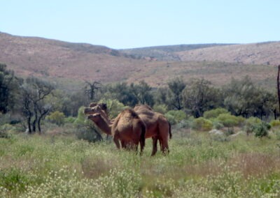 A Herd of Camels on the Gunbarrel Highway