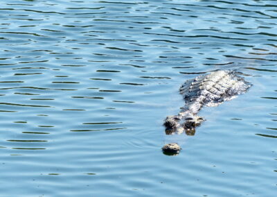 Freshwater crocodile, Ord River, Kununurra