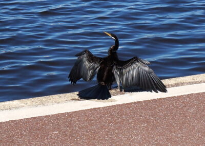 long neck cormorant, drying its feathers at the Swan River, Perth