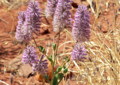 Native Mulla-Mulla - wildflowers - Pilbara