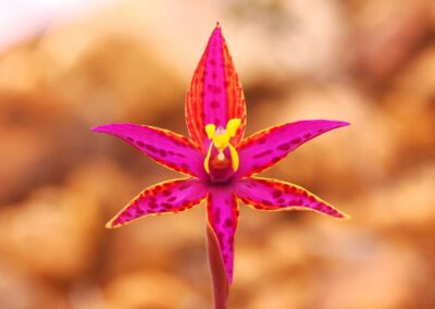 Queen of Sheba Orchid Western Australia