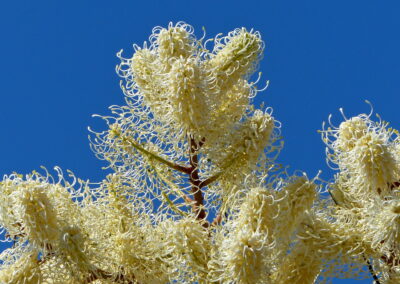 White Plume Grevillea in Kalbarri NP, WA,