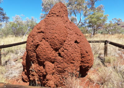 Termite burrow in the Kimberleys