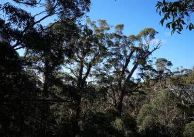 Tree Top Walk - Valley of the Giants, Denmark, Western Australia