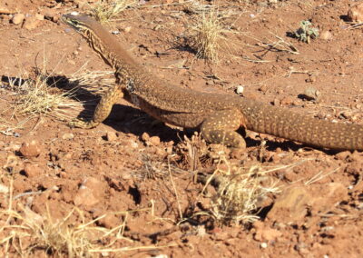 monitor lizard
