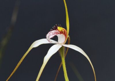 White Spider Orchid Western Australia