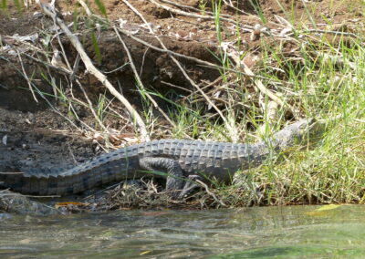 Freshwater crocodile, Ord River, Kununurra