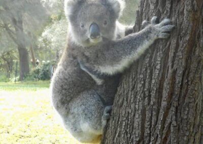 Koala 1